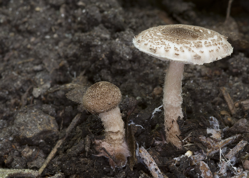 Lepiota echinella